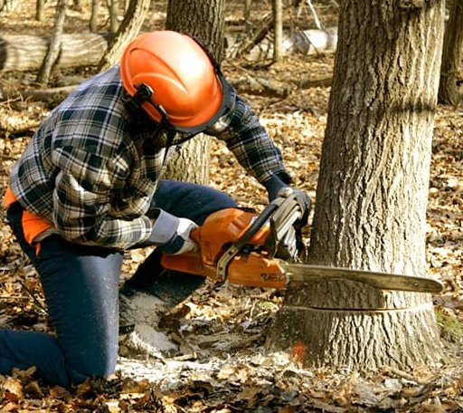 Tree Removal in Aubrey, AR